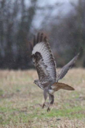 buzzard_blackwatervalley_04022009_img_8317_small.jpg