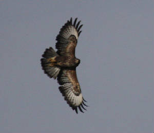 buzzard_dc_20102012_img_8658_medium.jpg