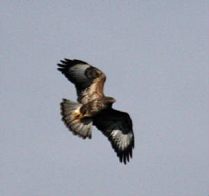 buzzard_dc_20102012_img_8664_medium.jpg
