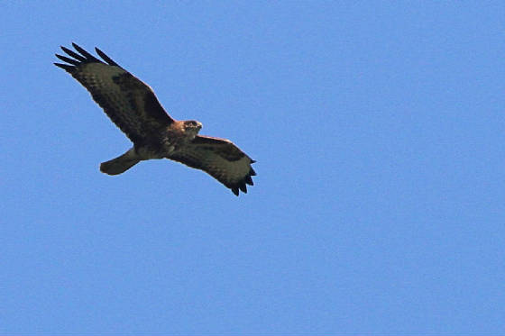 buzzard_eastwfd_25032012_mg.jpg