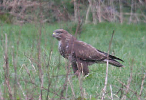 buzzard_eastwfd_dc_18012012_img_1051_medium.jpg