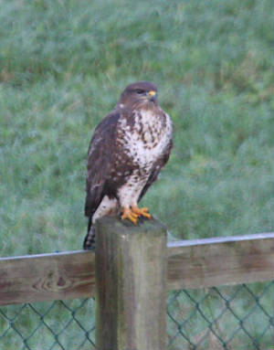 buzzard_ewat_0112011_img_1068_small.jpg