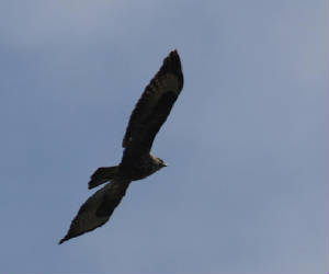 buzzard_ewfd_04102012_dc_img_7708_medium.jpg