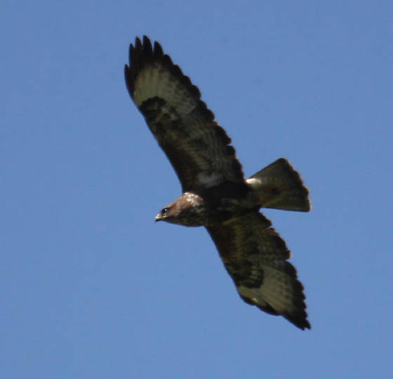 buzzard_ewfd_05062014_dc_img_3487_medium.jpg