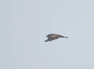 buzzard_feb2011_231.jpg