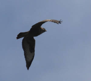 buzzard_ewfd_04102012_dc_img_7709_medium.jpg