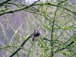 buzzard_nrardmore_28112009_snv35118.jpg