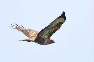 buzzard_nwcowaterford_13042010_img_2754_small.jpg