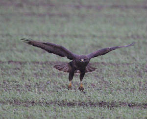 buzzard_nwwaterford_02122011_img_5557_small.jpg