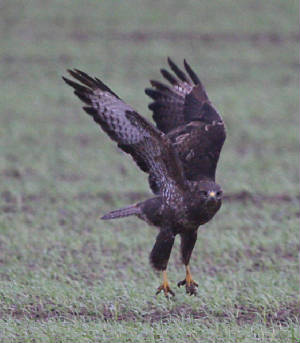 buzzard_nwwaterford_02122011_img_5583_medium.jpg
