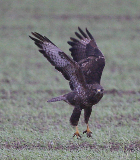 buzzard_nwwaterford_02122011_img_5583_medium.jpg