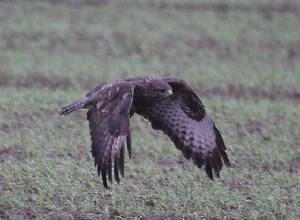 buzzard_nwwaterford_02122011_img_5612_medium.jpg