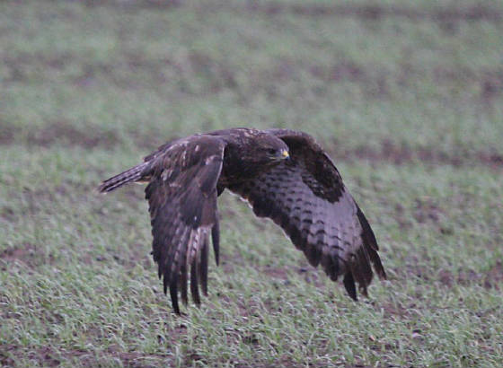 buzzard_nwwaterford_02122011_img_5612_medium.jpg
