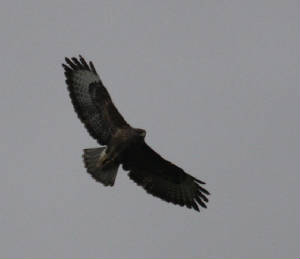 buzzard_nwwaterford_05032012_dc_img_1245_medium.jpg