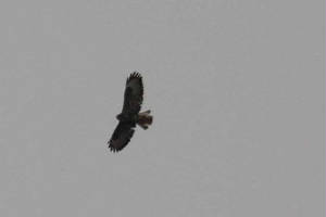 buzzard_westwaterford_31012011_img_2957_small.jpg