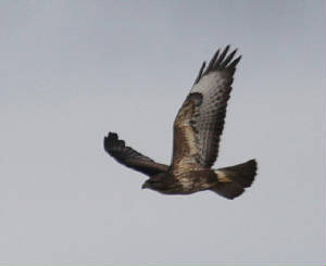 buzzard_westwfd_19092012_img_6886_medium.jpg