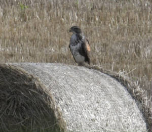 buzzard_wingtag_pa_14092011_3333.jpg