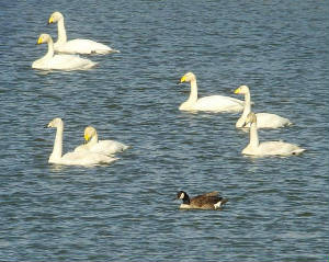 canadagoose_ballyshunnock_14032010_snv34112.jpg