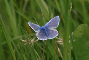 cblue_nrbunmahon_02062011_161.jpg