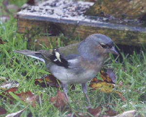 chaffinch_strandside_02112012_dc_img_9841_medium.jpg