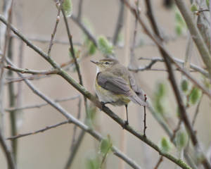 chiffchaff2_dunhillcastle_27032010.jpg