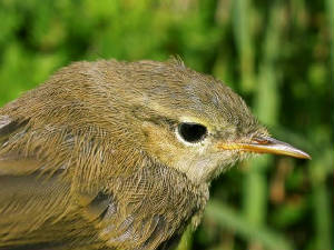 chiffchaff_bellelake_5aug2006.jpg