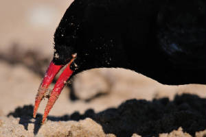 chough19_curragh_05082011.jpg