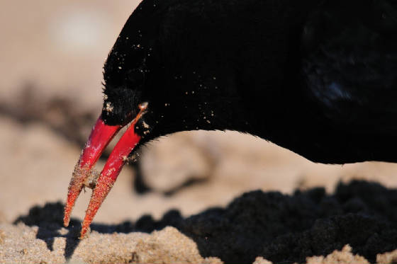 chough19_curragh_05082011.jpg