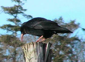 chough1_25nov2006.jpg