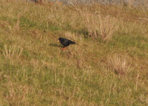 chough1_yellowbilled_tramoredump_jan2010.jpg