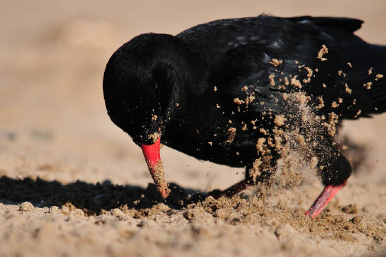 chough21_curragh_05082011.jpg