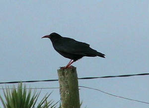 chough2_ardmore_18nov2006.jpg