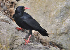 chough2_clonea_25102010.jpg