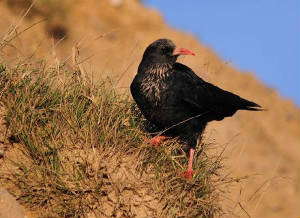 chough4small_whitingbay_22012011.jpg