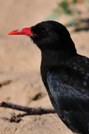 chough5_curragh_05082011.jpg