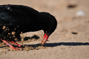 chough8_curragh_05082011.jpg