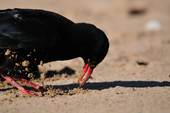 chough8_curragh_05082011.jpg