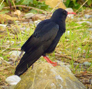 chough_ballinard_27dec2006.jpg