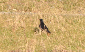 chough_yellowbilled_tramoredump_jan2010.jpg