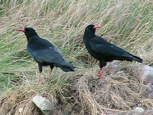 choughs1_whitingbay_13nov2006.jpg