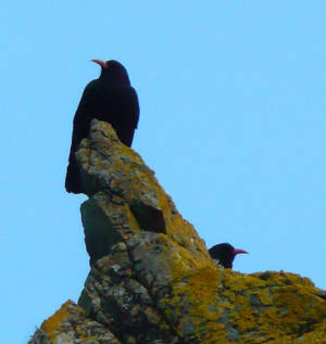 choughs_foilboy_aug2010.jpg