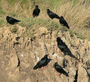 choughsgroup1_whitingbay_13nov2006.jpg