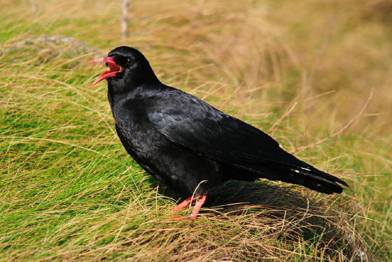 choughshout4sl_whitingbay_09122011.jpg