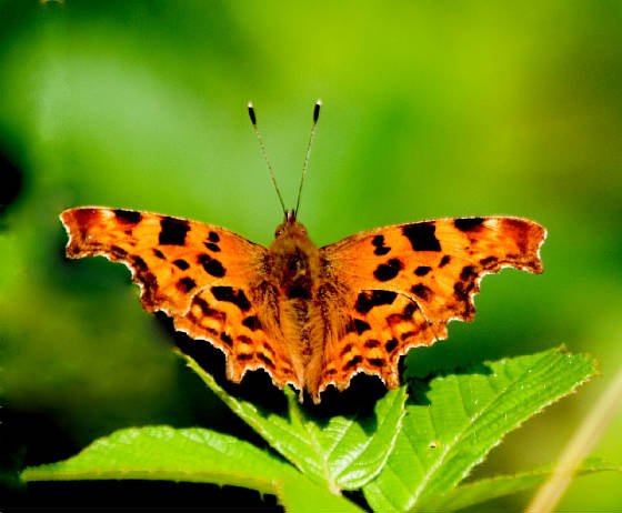 comma_mtcongreve_27072013_lc_1.jpg