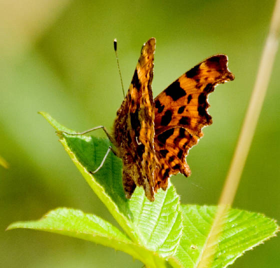 comma_mtcongreve_27072013_lc_2.jpg