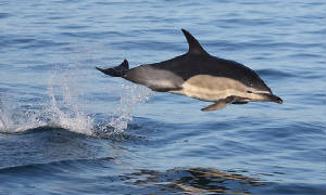 commondolphin_westwat_06112011_img_2451_medium.jpg