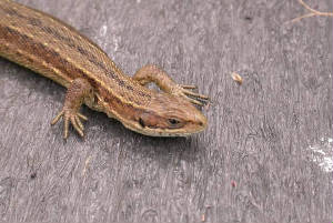 commonlizard_fenorbog_3july2005.jpg