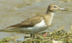 commonsandpiper_brickeyriver_15july2006.jpg