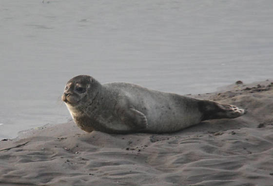 commonseal_dungarv_27112011_dc_img_4952_medium.jpg