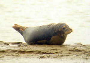 commonseal_dungarvan_26dec2006.jpg